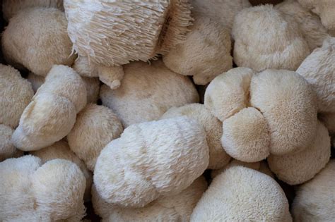 Growing Lions Mane Mushrooms The Ultimate Guide Grocycle