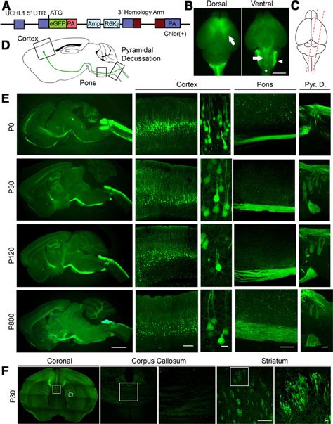 Cellular And Anatomical Labeling Of Large Layer 5 Pyramidal Neurons In