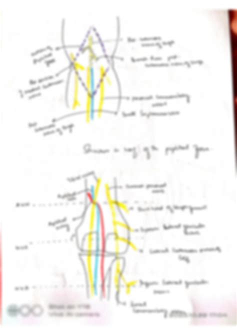 Solution Popliteal Fossa Lower Limb Anatomy Studypool