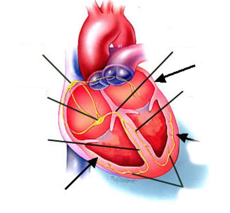 Electrical Impulse Of The Heart Structure And Function Of The Heart