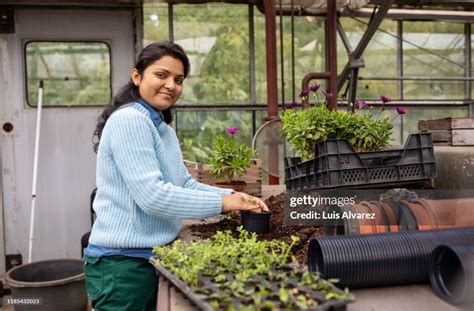 Woman Gardener Working At Garden Center Stockfoto Getty Images