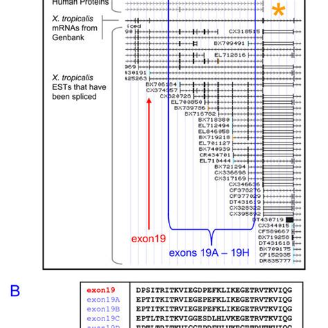 Periostin And TGFBI Exon And Domain Structure Numbered Periostin