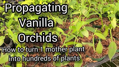 How To Grow And Propagate Vanilla Orchids From Cuttings Tips From A