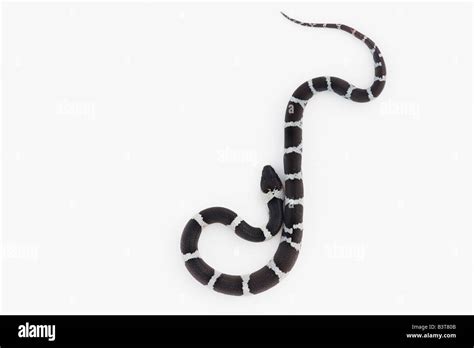 Lycodon Septentrionalis Juvenile White Banded Wolf Snake On White