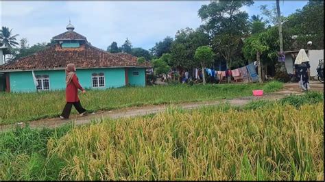 Tak Disangka Suasana Damai Di Desa Udaranya Sejuk Suasana Sawah