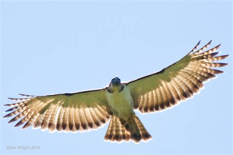 Philippine Eagle Flying