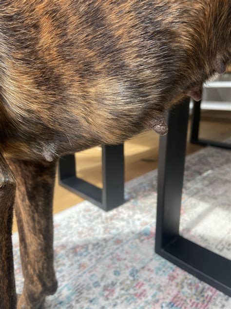 Soft Lump on Stomach : r/Boxer