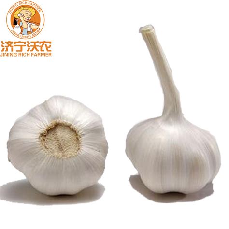 Pure White Garlic Normal White Garlic China Fresh Garlic And