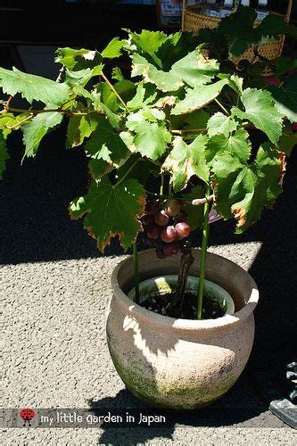 Growing Grapes In Containers 1000 Low Maintenance Garden Design