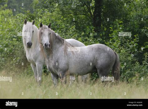 Dapple Grey Lusitano Hi Res Stock Photography And Images Alamy