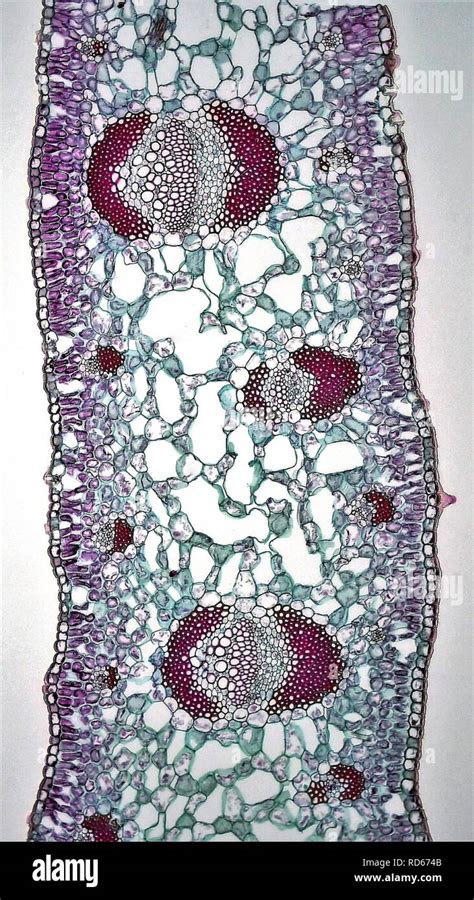 Angiosperm Morphology Mesophyll Arrangement In Yucca Leaf 36999104966