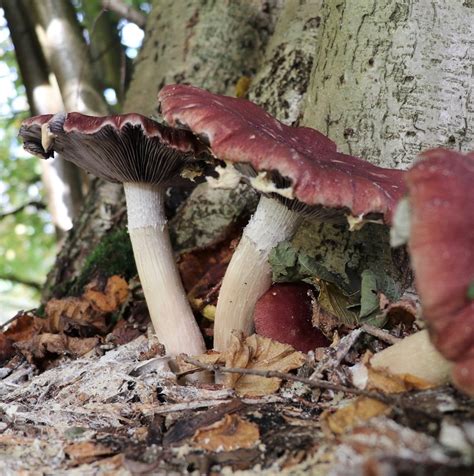 Wine Cap Mushroom Growing Tips