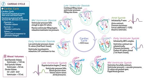 Anatomy & Physiology: The Cardiac Cycle | ditki medical & biological sciences