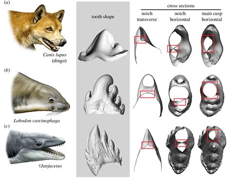 Figure 1 from Ancient whales did not filter feed with their teeth