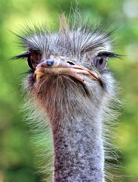 Ostrich eye vs. brain... | Pet birds, Animals wild, Ostriches