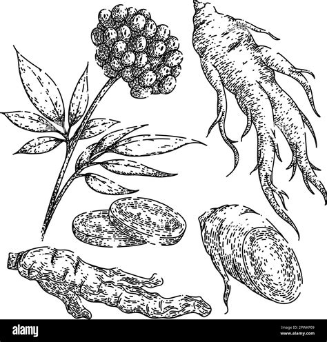 Ginseng Root Set Hand Drawn Herbal Herb Nature Leaf Plant Health