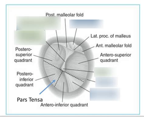 tympanic membrane Diagram | Quizlet