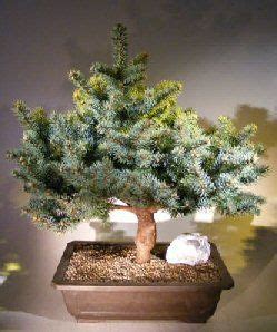 Weeping Norway Spruce Bonsai