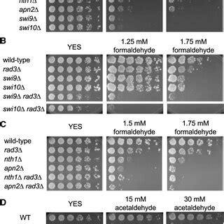 NER And BER Are Involved In The Repair Of Formaldehyde Induced DNA