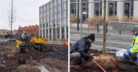 Pierwsze nowe drzewa już na Nowym Targu