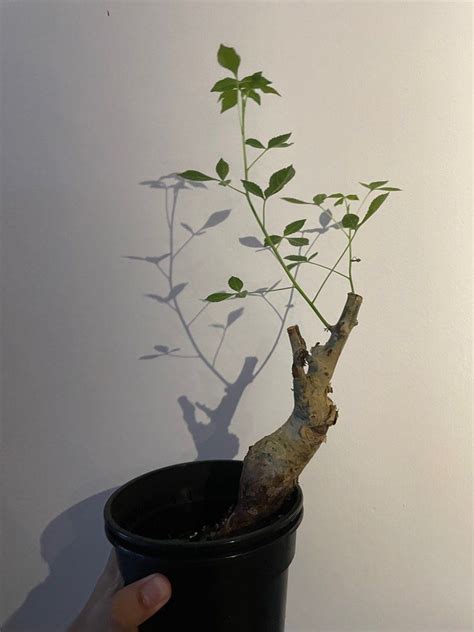 Commiphora Holtziana Furniture Home Living Gardening Plants