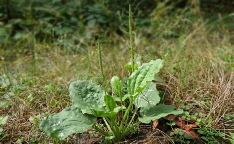 Что такое перекати-поле? - Научно-популярный журнал: «Как и Почему»