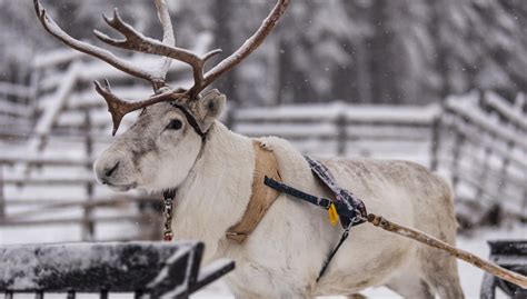 Safaris Sieriporo La Ferme Des Rennes Rovaniemi Exp Riences En