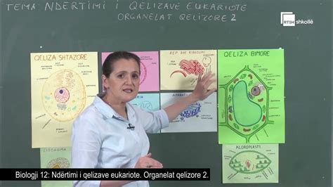 Ndërtimi i qelizave eukariote. Organelat qelizore 2 | Biologji 12 - YouTube