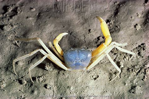 Cave Crab Stock Photo Minden Pictures