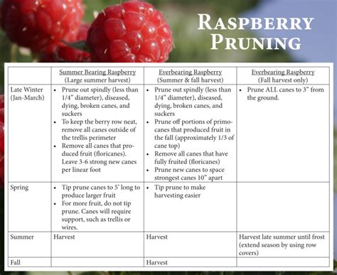 Raspberry Chart Kulak S Nursery Landscaping