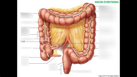 Large Intestine Diagram Quizlet