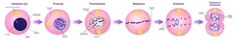 The Eukaryotic Cell Cycle Principles Of Biology