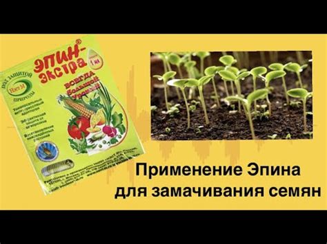 Применение Эпина для замачивания семян перца - YouTube