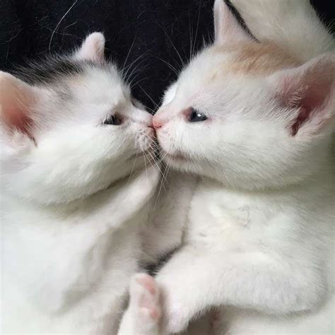 Top 15 Cute Cats Kissing Sweetest Moments Caught On Camera