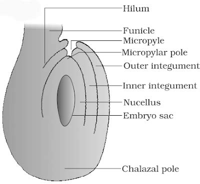 With A Neat Labelled Diagram Describe The Parts Of A Typical