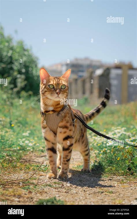 Cat Walking On Leash