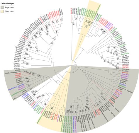 A Maximum Likelihood Phylogenetic Tree Including Candidate Gustatory