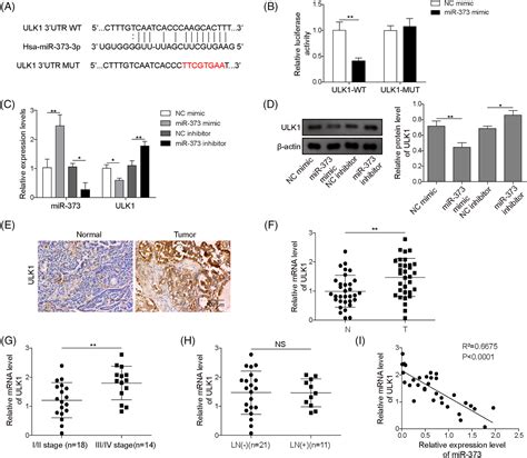 Mir‐373 Inhibits Autophagy And Further Promotes Apoptosis Of Cholangiocarcinoma Cells By