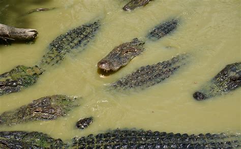 map of alligators in texas 7