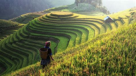 Hd Wallpaper Hills Field Asia Vietnam Rice Mu Cang Chai District