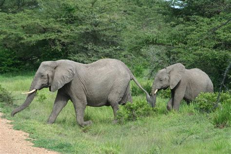 3 Days Safari Mikumi National Park