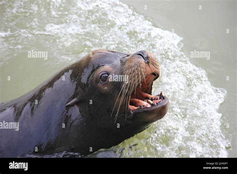 Hungry Seal Waiting To Be Fed At Longleat Safari Park Wiltshire Uk