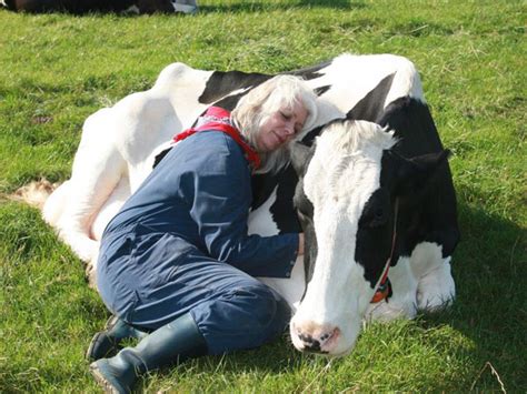 menikmati sensasi meluk sapi  terapi penghilang stres