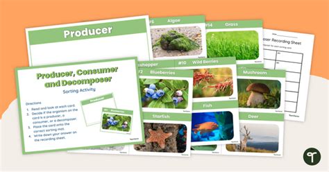 Producer Consumer And Decomposer Sorting Activity Teach Starter