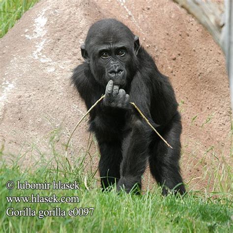 gorilla gorilla