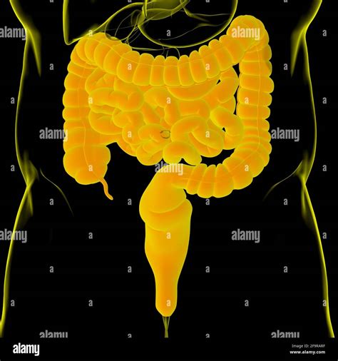 Intestin Grêle Et Gros Intestin 3d Illustration Système Digestif Humain