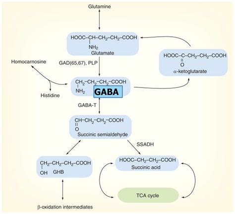 GABA Supplement Dosage What Does GABA Do