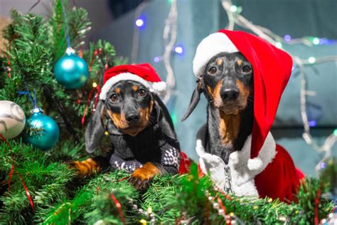 2300 Dachshund Christmas Stock Photos Pictures And Royalty Free Images