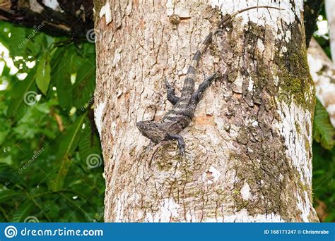 Black Spiny Tailed Iguana X Ctenosaura Similis X Taken In