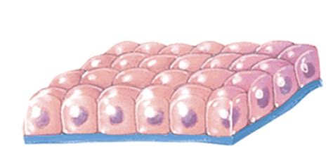 Anatomy Lab Quiz Epithelia Images Flashcards Quizlet